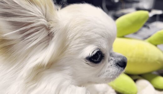 犬のアップルヘッドとは丸くリンゴのような形をした頭のこと🍎