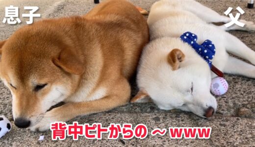 父柴と巨体息子柴の犬の親子愛が尊い！