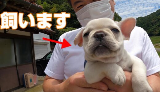 【犬を飼う】新しい家族がおじとら家に来ました。フレンチブルドッグ