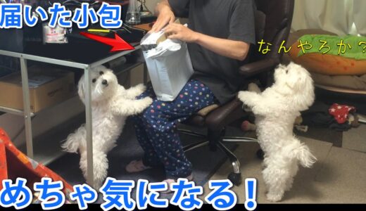 何が届いたのか気になって仕方ない犬！ビションフリーゼ