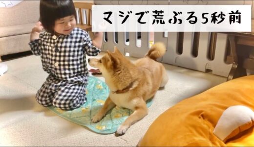 暑くなってきたので犬用の冷却マットを敷いたら予想通りの展開になった