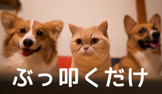 材料一つ！ぶっ叩いて作る犬と猫のおやつ【コーギー】【マンチカン】