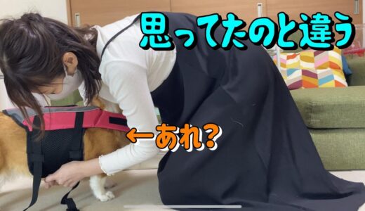 プール開きのはずが悲しい結果になったコーギー犬