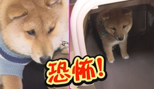 犬に嫌われるオジサンに4度目の挑戦！今回は慣れる？【子犬】【多頭飼い】【柴犬】