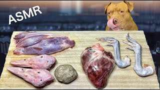 【閲覧注意ASMR】最強な犬ピットブルの咀嚼音がクセになる！