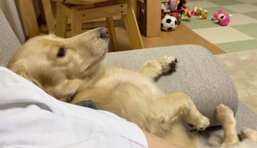 人間みたいにテレビを見る犬  ダックスフンド