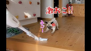 久しぶりにキレッキレの大ハッスルで暴れ回るパグ犬ぷぅPug