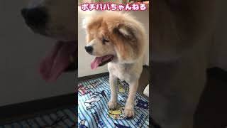 【元噛む秋田犬】突然子守を命じられ戸惑う大吉⁉️ Part1 #Shorts