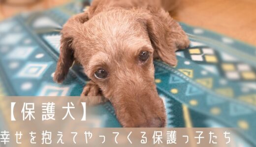 【保護犬預かりvlog】抱えきれないほどの幸せとご縁を抱えてやって来る保護っ子たち「サイコロ幸せのバトン協会さん、ありがとうございました！」