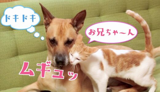 【犬と猫】保護猫の積極的な態度にたじたじの大型先住犬が可愛いw