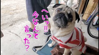 言葉づかいを間違えると一瞬でキレ気味になるパグ犬ぷぅPug