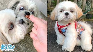 初対面！大福くんとてんぽさんのダブルシーズー犬の朝