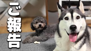 【ご報告】動画投稿を続けられなくなりました。ハスキー犬と保護犬トイプードル