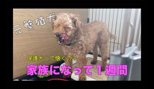 【保護犬】我が家に来て１週間が経ちました！【元繁殖犬】