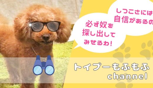 目の前から忽然と消えた後輩犬を必死（でも超楽しそう）に探し回る先輩犬