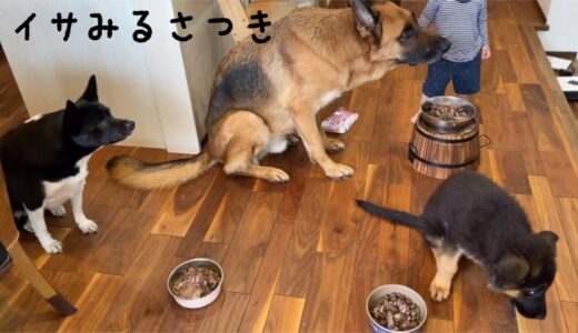 【多頭飼い】朝ごはんの様子　犬様のご飯　ジャーマンシェパードの仔犬　雑種犬のご飯　仔犬