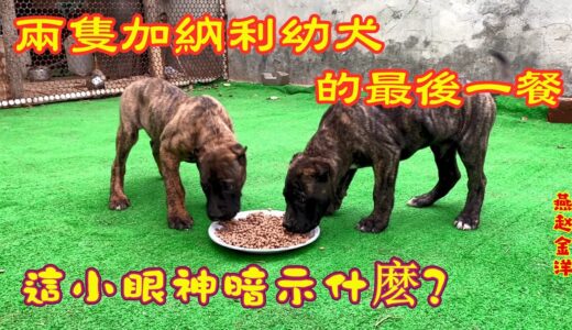 “杀人犬”在家吃的最后一餐，为啥发出凶猛声音？金洋瞬间惊呆了