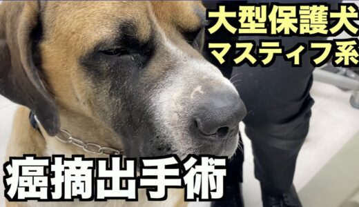 大型マスティフ系保護犬・がん摘出施術の日【69 71日目】