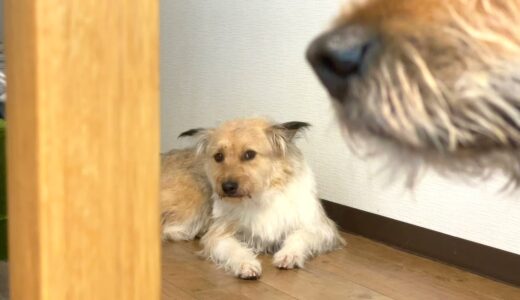 犬がウトウトしてかわいいだけの12分動画【作業用ひだり】