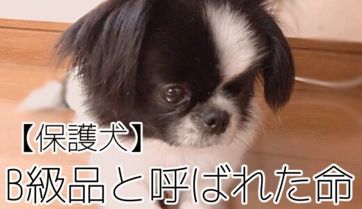 【保護犬預かりvlog】B級品と呼ばれた命　さくらちゃんの秘密