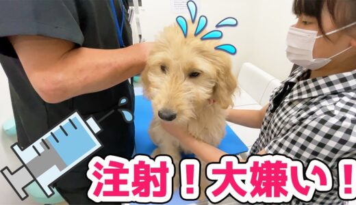 病院で注射嫌がる犬3匹🐶狂犬病予防接種！【VLOG】 - はねまりチャンネル