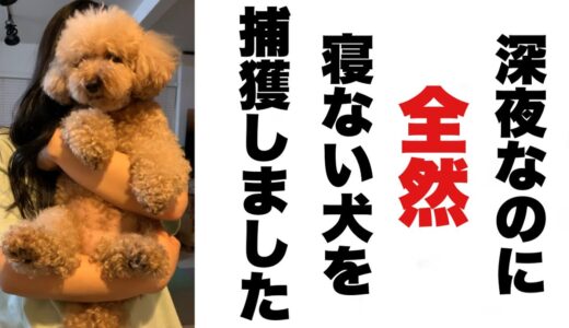 昼と夜が逆転してしまった迷惑な犬達がこちらです…涙 トイプードル/マルプー