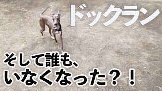 イタグレ保護犬子犬、遂にドックランで友達と走れたが！【Day51】