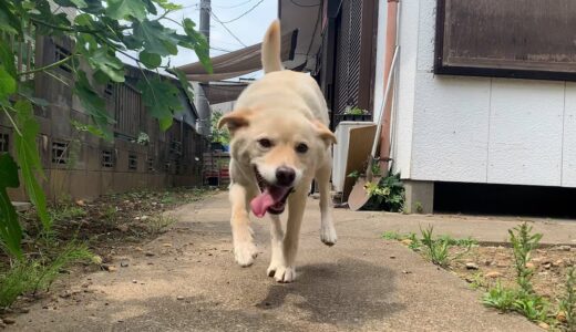 ペロペロさせろーと近づいてくれる白い犬とひたすら寝る猫