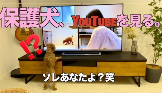 【保護犬】YouTubeを見る犬【初めて見る自分の姿に・・・】