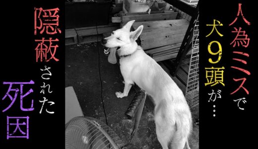 【怒る飼い主】人為ミスで犬９頭が死ぬ･･･訓練所が死因を隠蔽