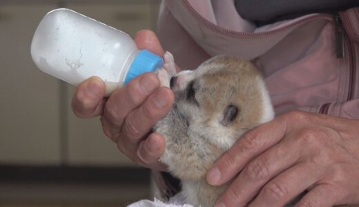 じいちゃんの秋田犬【子育て編】　じいちゃんに突然訪れた眠れぬ日々