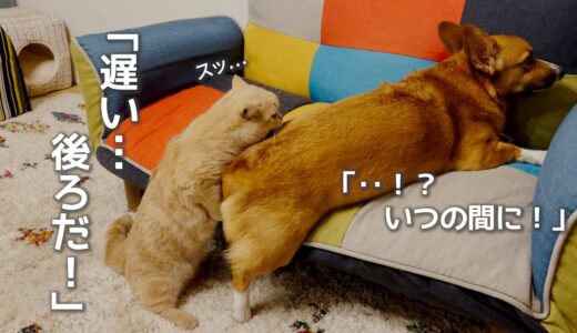 「遅い… 後ろだ！」「‥！？ いつの間に！」ごっこする猫と犬【コーギー】【マンチカン】