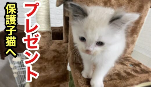 人と犬と猫 スキンシップで愛情と絆を強くしていく【保護子猫にキャットタワープレゼント】