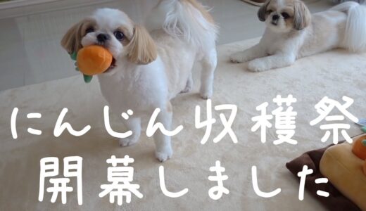 めちゃくちゃ可愛いにんじん畑のノーズワークに姉妹犬が挑戦した結果w【シーズー】