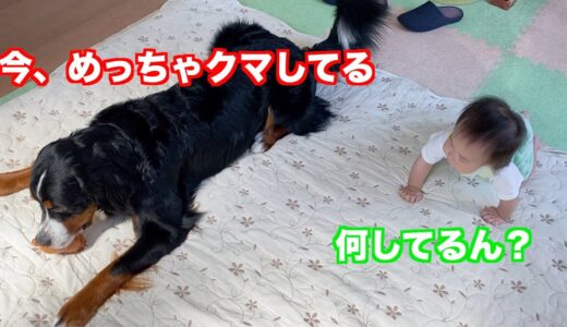 【犬と赤ちゃん】日常をほのぼの過ごす　バーニーズマウンテンドッグ　 bernese mountain dog