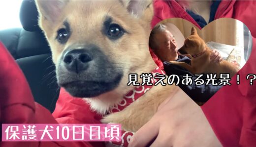 【保護犬10日頃】見覚えのある光景。