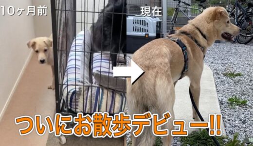 ついにお散歩に行けるようになった保護犬るいの10ヶ月間の記録