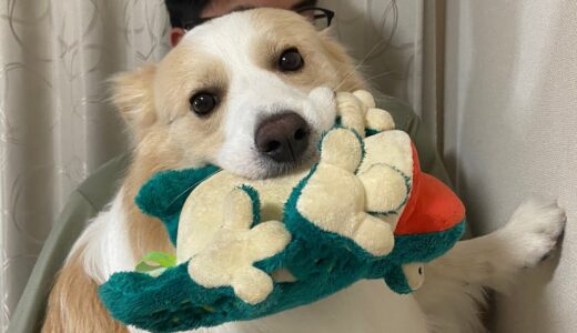 手で壁を押し返せる犬は賢いらしいんだけど...あれ？【ボーダーコリー】