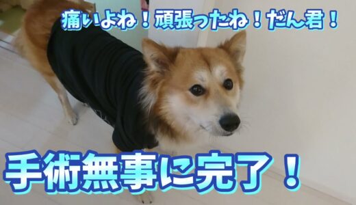 [保護犬だん君]手術無事に終わりました！痛いかい？頑張ったね！だん君！皆様ご心配おかけしました！腫瘍も悪性ではありませんでした！