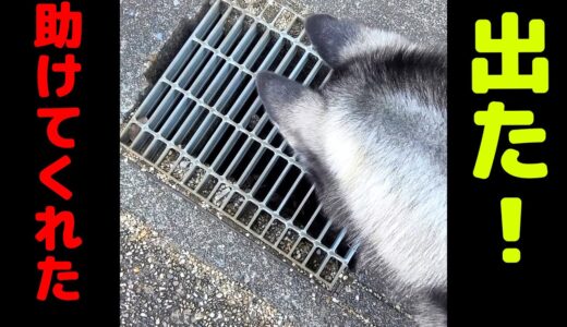 飼い主を命がけで守ろうとするハスキー犬がこちら