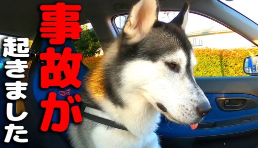 事故が起きました。即病院へ 虹の橋をわたるところでした。ハスキー犬と保護犬トイプードル