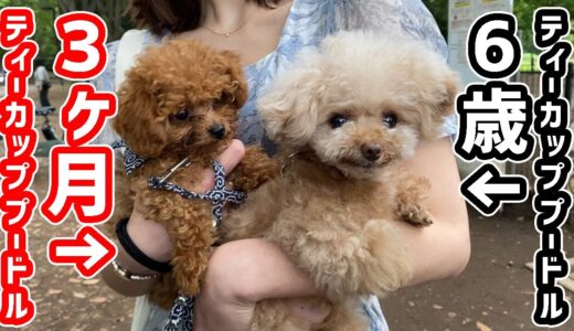 パピーと成犬のティーカッププードル並べてみたin代々木公園【トイプードル】