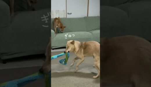 遊びながらどうしても目を瞑ってしまう犬#shorts