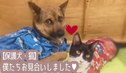 【保護犬預かりvlog】僕たち、お見合いしました