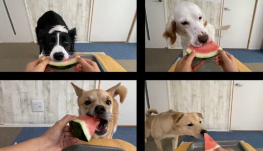 毎年恒例！犬とスイカのASMR🍉