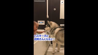 ハスキー犬がお姉さんになると…ハスキー流の子育て日記♡ #Shorts