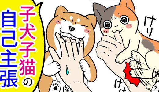 【犬猫まんが】柴犬と三毛猫が子犬・子猫だった時代の『自己主張』