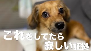 犬が寂しい時に見せる行動