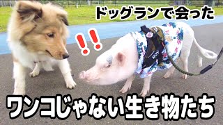 【テト？子豚？】ドッグランで会った犬じゃない生き物【シェルティ子犬】