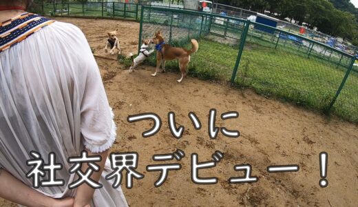 元保護犬ワンジロー、ついにドッグランで他の犬と遊ぶ！